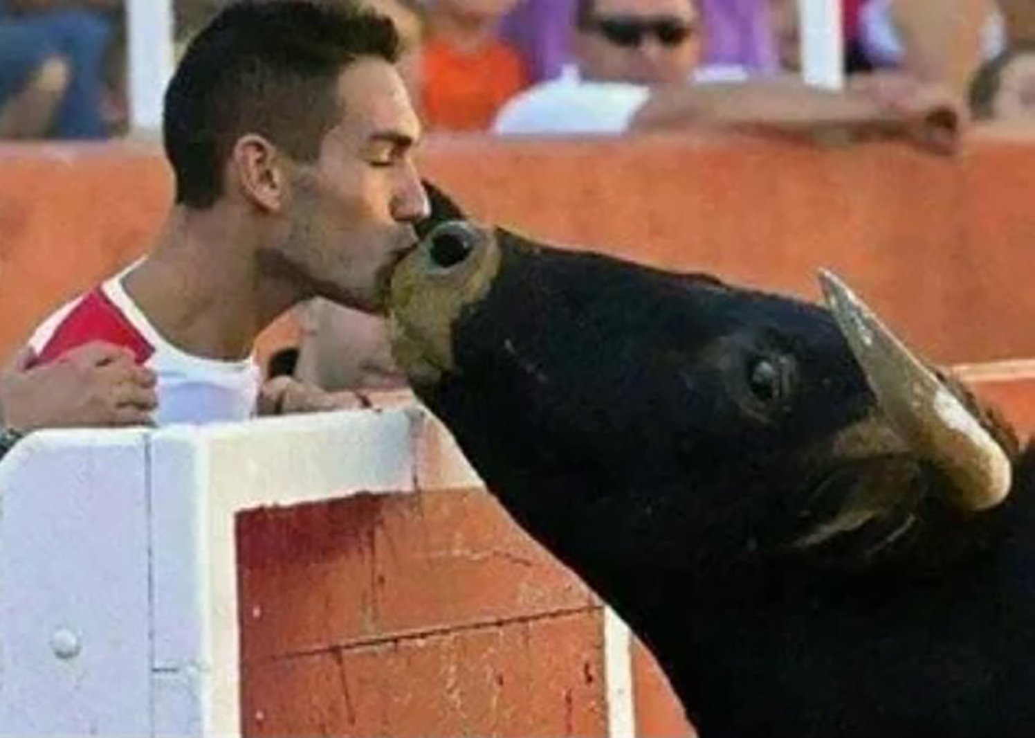 Այս մարդը ցուլին փոքրուց խնամեց...